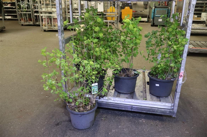 <h4>Vibu Op Roseum</h4>