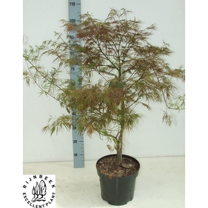 ACER PA GARNET