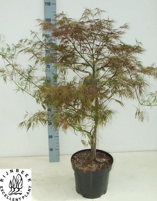<h4>ACER PA GARNET</h4>