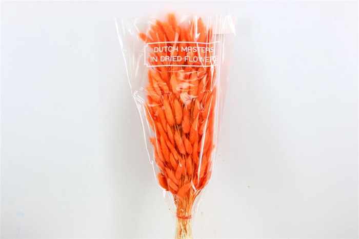 Dried Lagurus Bl Orange Bunch