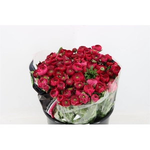 Ran Elegance Hot Pink