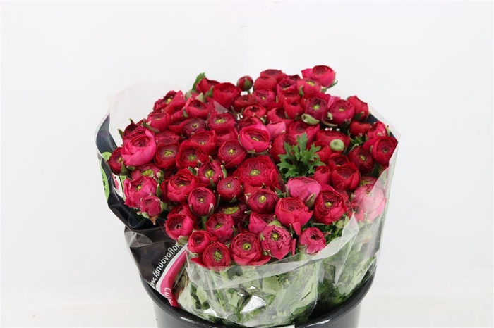 <h4>Ran Elegance Hot Pink</h4>