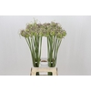 Allium Green Drops