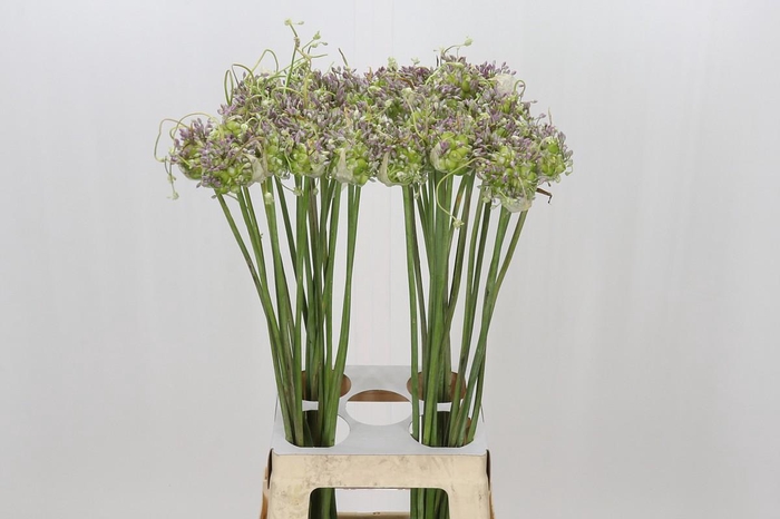 <h4>Allium Green Drops</h4>