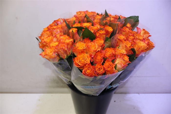 <h4>R Gr Mariyo! X10</h4>