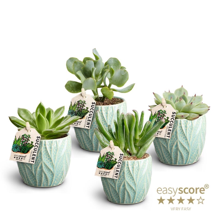 <h4>Leaf Ocean Suc. Collection</h4>