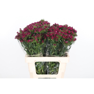 Di Barb Am Neon Cher