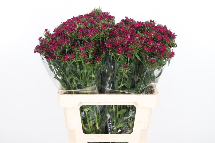 Di Barb Am Neon Cher