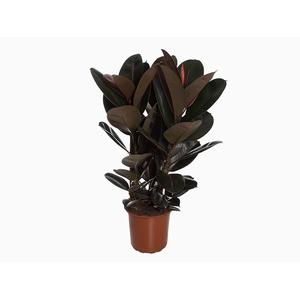 FICUS ELASTICA BURGUNDY P30