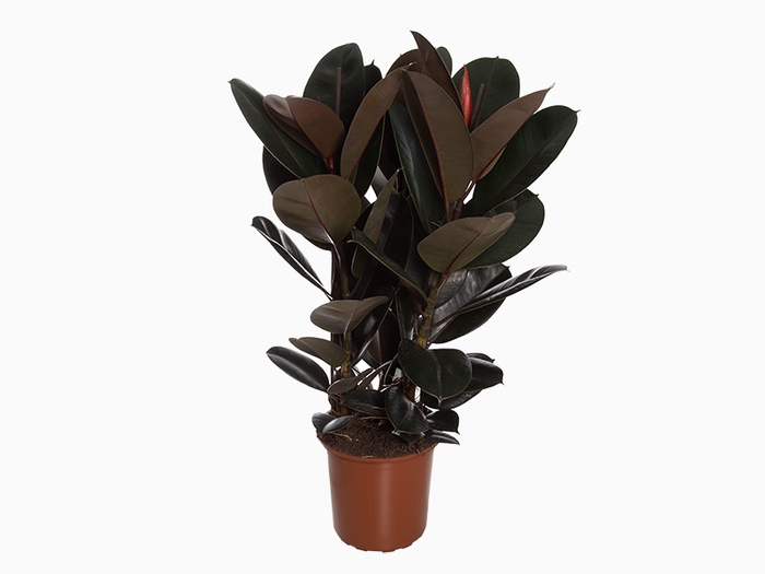 <h4>FICUS ELASTICA BURGUNDY P30</h4>