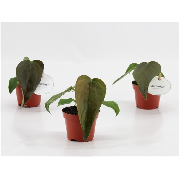 <h4>Anthurium Queen of Heart</h4>
