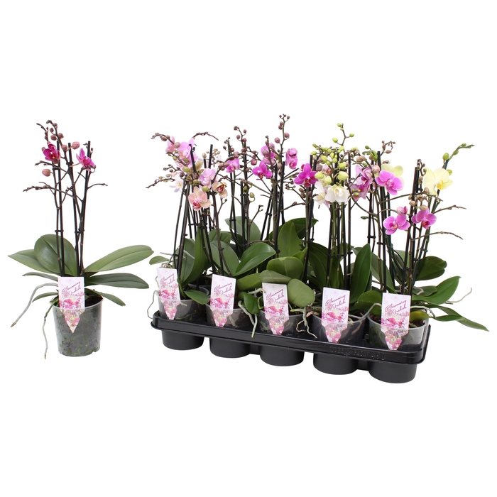 <h4>Phal. Multiflora 3-tak mix 30+ bloem "Oh! etiket" 4 kleuren</h4>