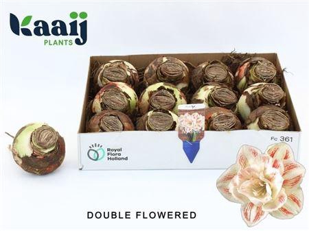 <h4>Bloembol Hippeastrum</h4>