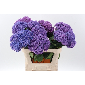 Hydr M Roy Kiss Purple
