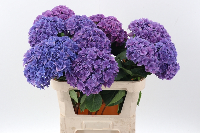 <h4>Hydr M Roy Kiss Purple</h4>