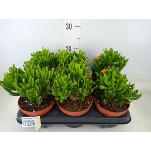 Crassula ovata 'Horn Tree'