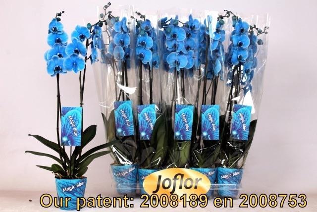 <h4>.Phalaenopsis paint blue</h4>
