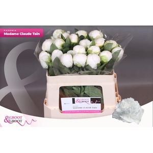 Paeonia Madame Claude Tain | Heavy Quality