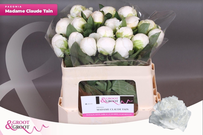 <h4>Paeonia Madame Claude Tain | Heavy Quality</h4>