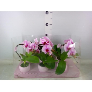 Phalaenopsis   ...rose