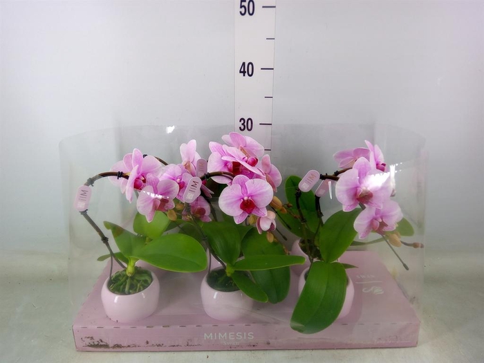 <h4>Phalaenopsis   ...rose</h4>