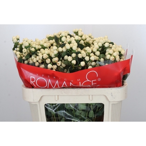 Hypericum Cool Romance Spray