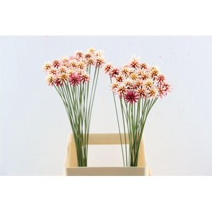 Inirida Flower Summer