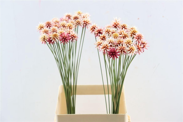 <h4>Inirida Flower Summer</h4>