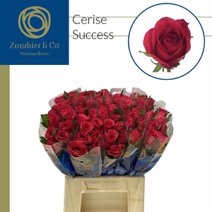 R GR CERISE SUCCESS