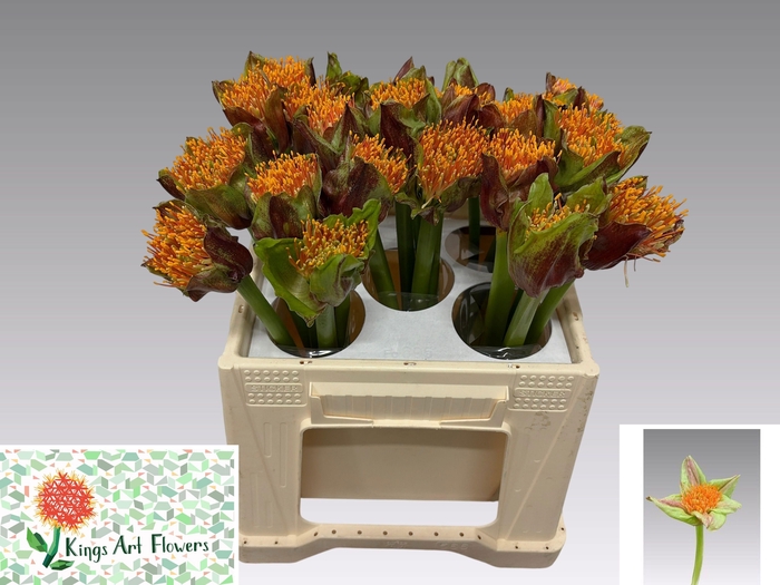 <h4>SCAD P BLITZ</h4>