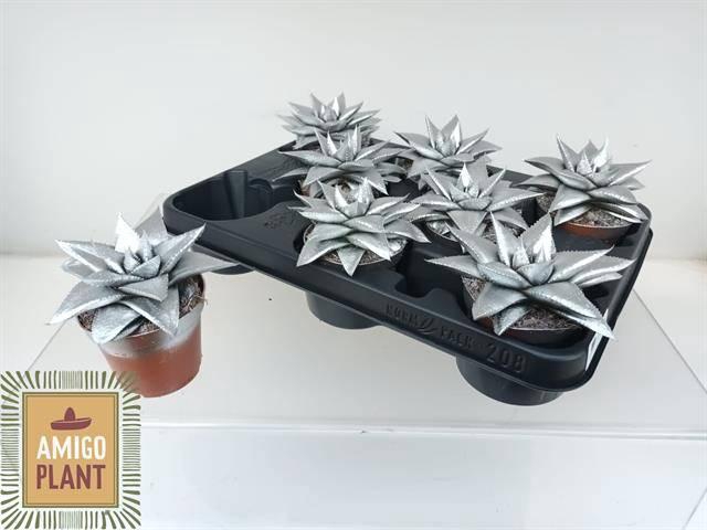 <h4>GAST HIPPO SILVER</h4>