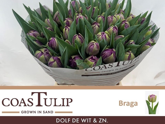 <h4>TU DU BRAGA</h4>