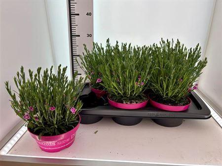 <h4>Dian Di Pink Kisses</h4>