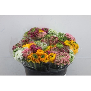 Ran Pon Pon Mixed 35cm