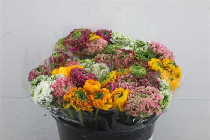 <h4>Ran Pon Pon Mixed 35cm</h4>