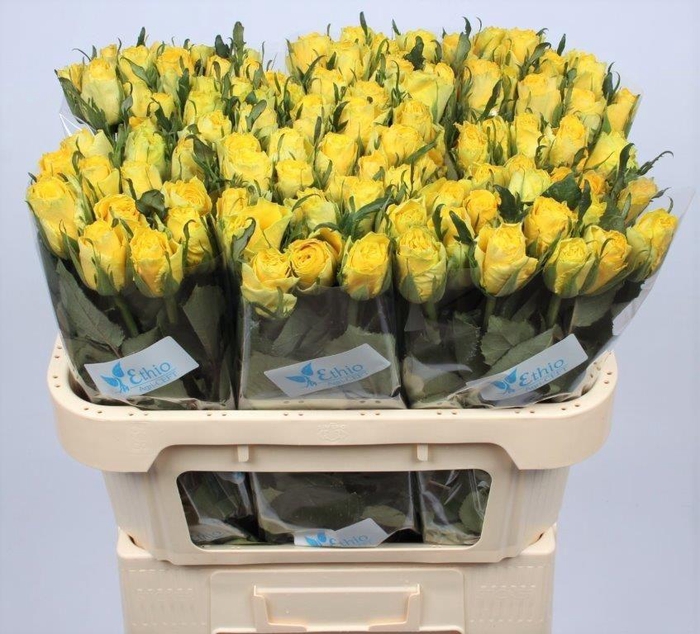 <h4>R GR GOOD TIMES</h4>