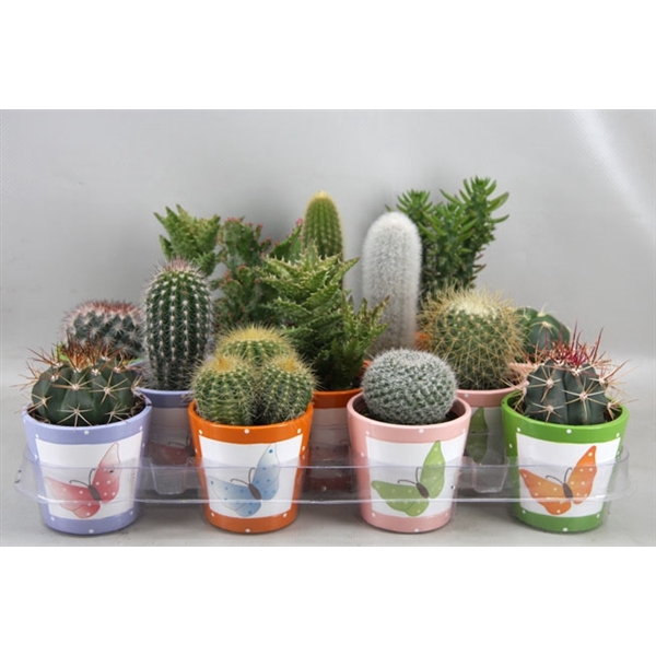 <h4>435 Butterfly pot cactus 6,5 cm</h4>