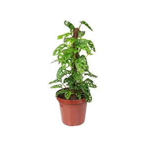 MONSTERA ADANSONII P24