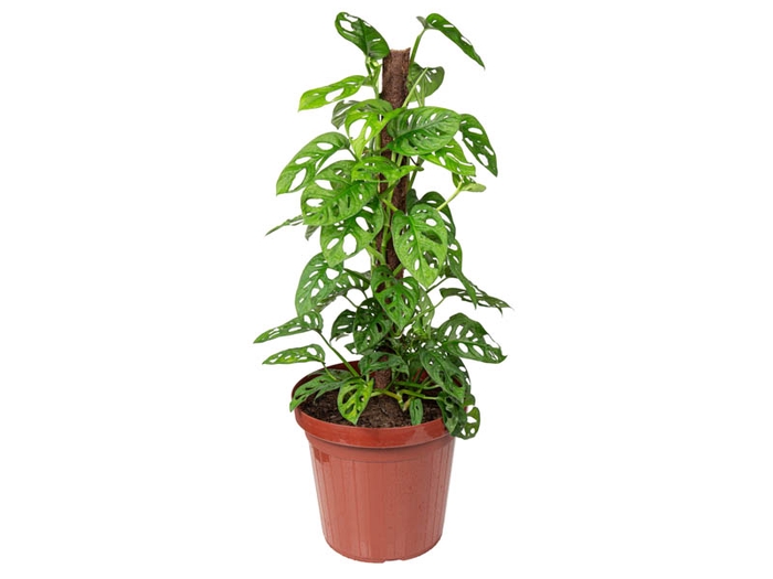 <h4>MONSTERA ADANSONII P24</h4>