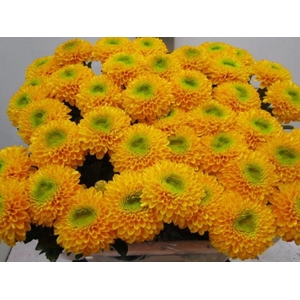 Chr G Brasiliana Oranje