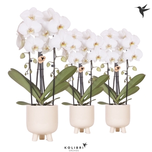 Kolibri Orchids Niagara fall 2 spike white in gummy travertine