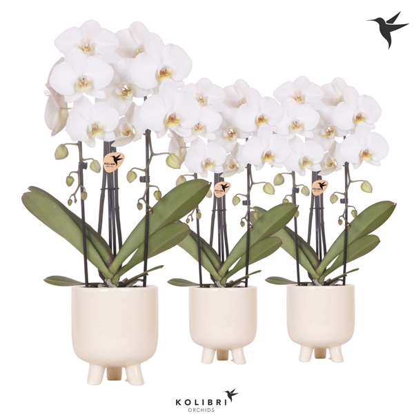 <h4>Kolibri Orchids Niagara fall 2 spike white in gummy travertine</h4>