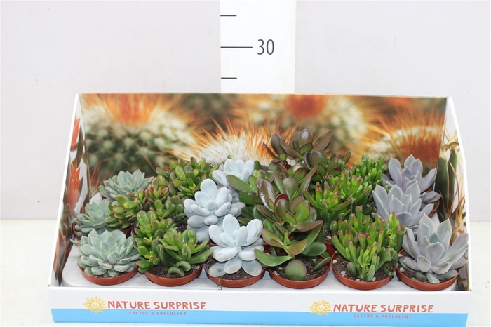 <h4>Succulenten Gemengd Showdoos</h4>