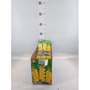 Flowerbulbs, corns or tubers   ...