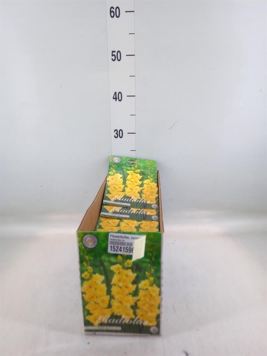 <h4>Flowerbulbs, corns or tubers   ...</h4>