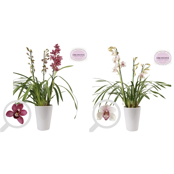 <h4>Cymbidium 3tak mix keramiek wit</h4>