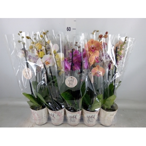 Phalaenopsis   ...mix