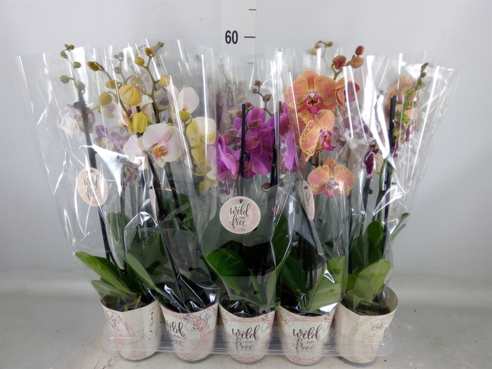 <h4>Phalaenopsis   ...mix</h4>