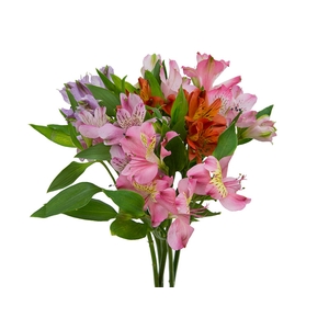 ALSTROEMERIA MISTO 080 CM