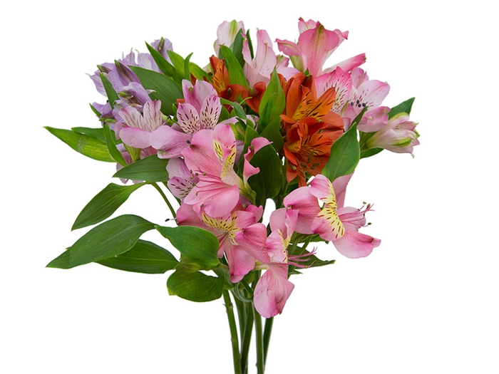 <h4>ALSTROEMERIA MISTO 080 CM</h4>